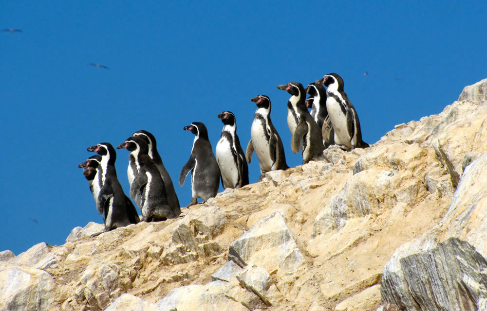 Humboldt Pinguine auf den Ballestas Inseln