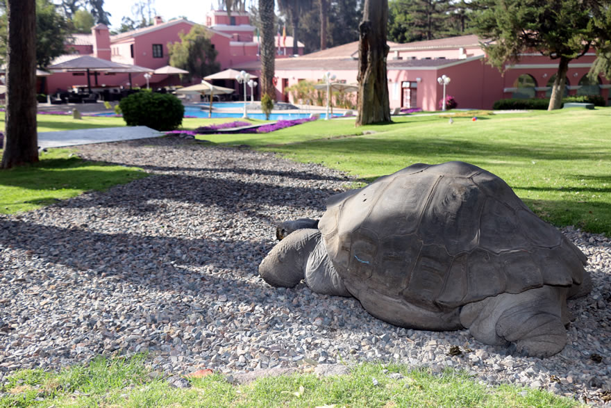 Arequipa - Peru Hotel Costa del Sol mit Galapagos Schildkröte