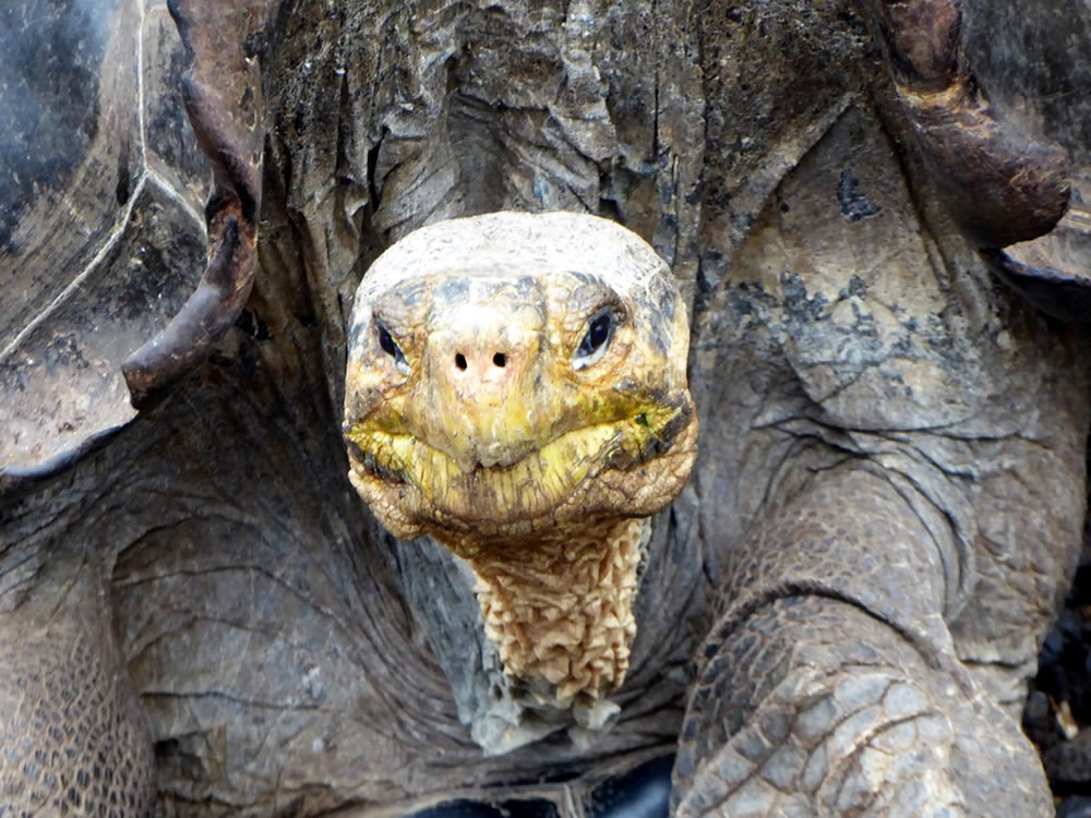 Galapagos Schildkröten auf Santa Cruz
