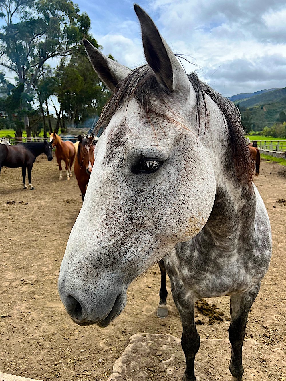 Reiten Ecuador Zuleta