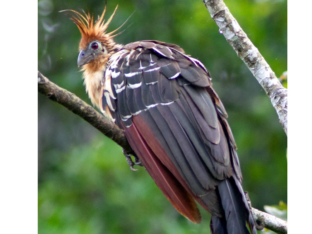 Ornithologische Tour durch Ecuador - Hoazin