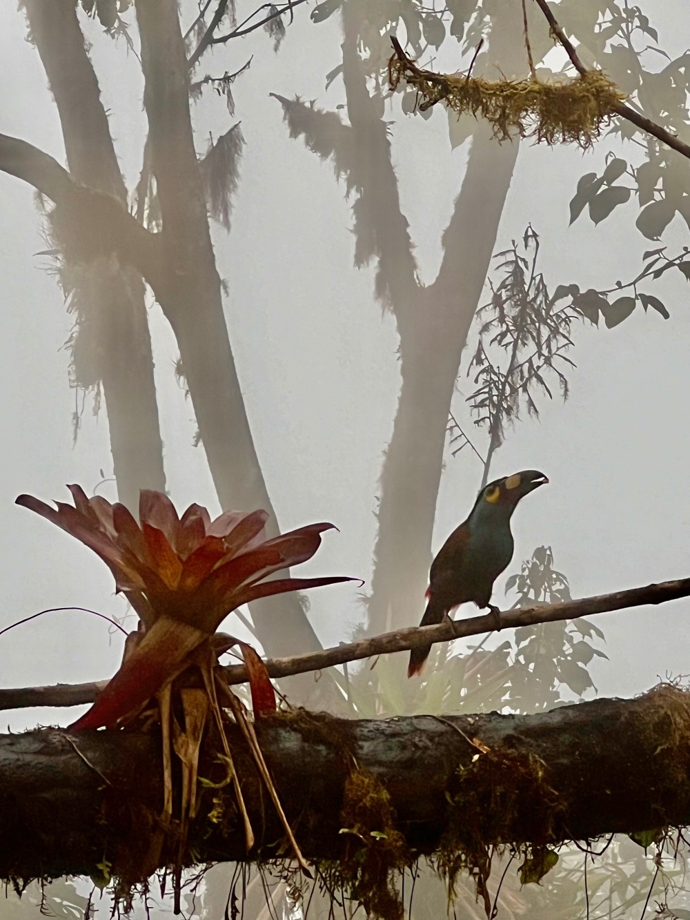 Tucan