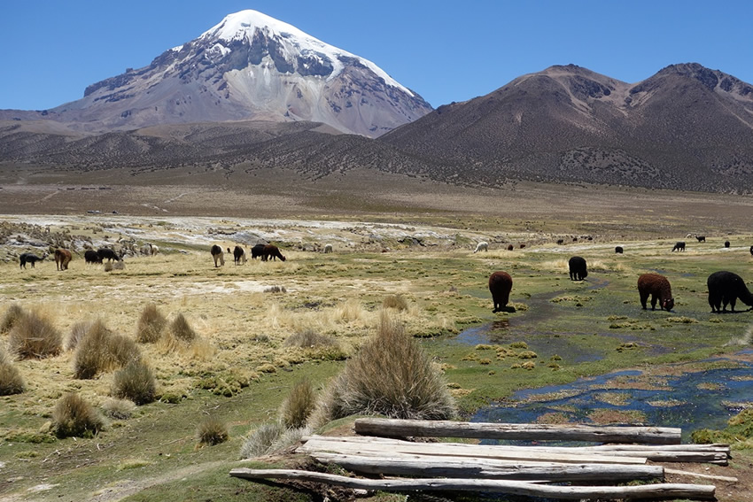 Vulkan Sajama Bolivien