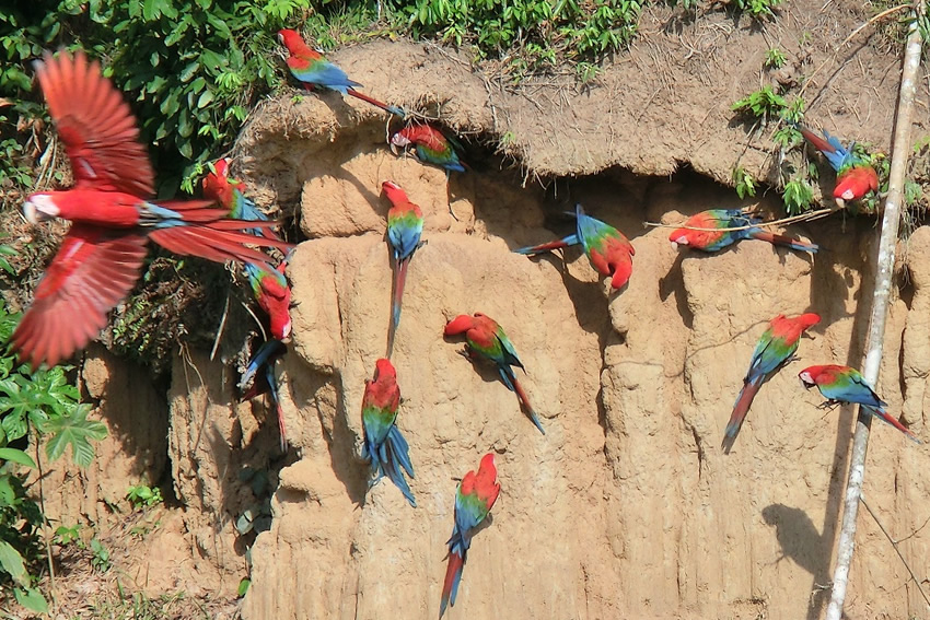 Papageienlecke Manu Nationalpark Peru