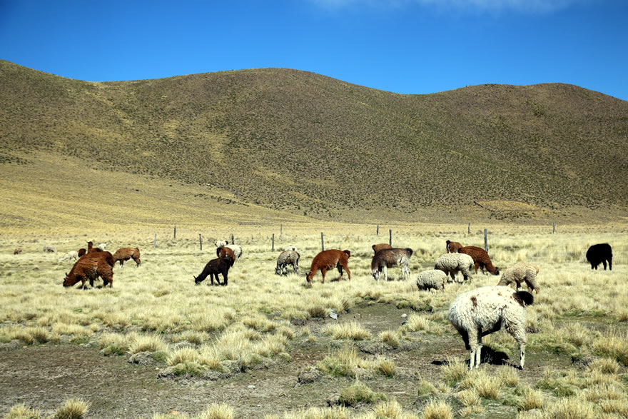 Lamas und Alpacas in Peru