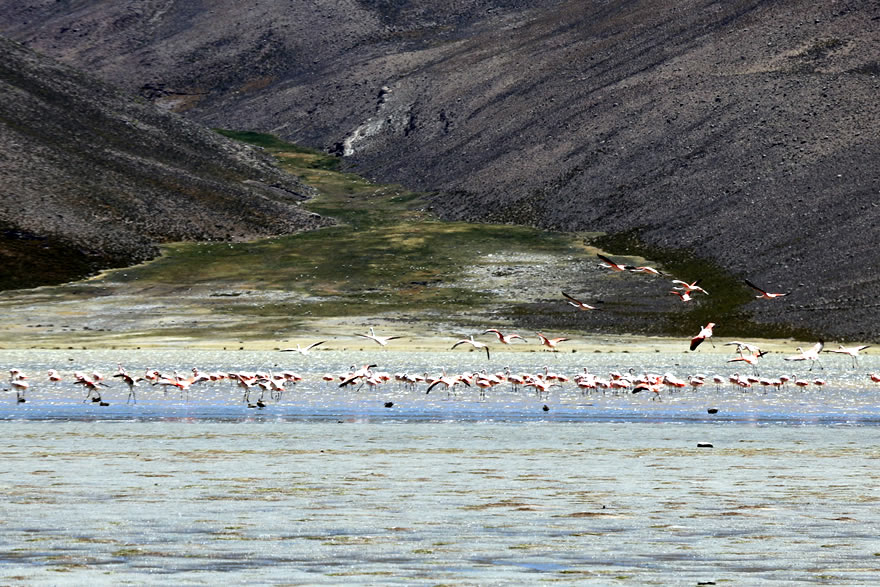 Lagune Vilacota mit Flamingos